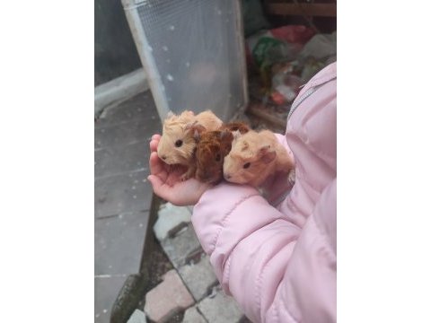 Peruvan yavrularım guinea pig
