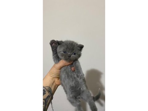 Kedilerimiz yeni yuvalarını arıyorlar