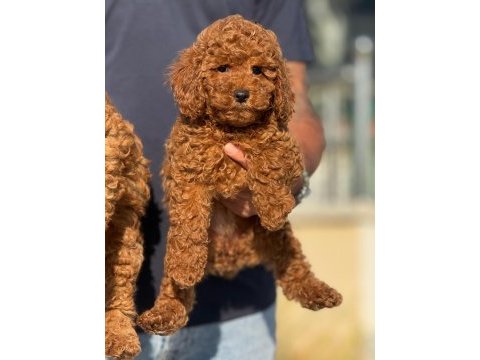 Petmode köpek çiftliğinde ziyarete açık toy poodle