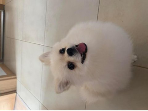 Pomeranian boo ayıcık surat 8 aylık erkek