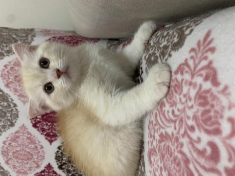 Erkek scottish fold