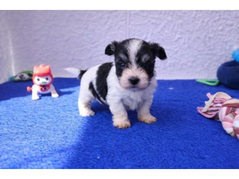 Anne baba orjinal gerçek morkie yavrular