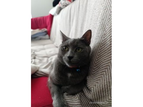 1 yaşında british shorthair