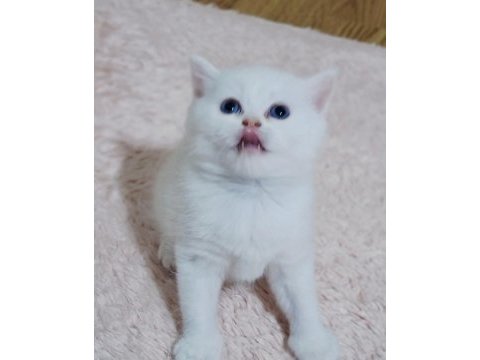 Scottish straight silver long ve shorthair iki erkek yavru