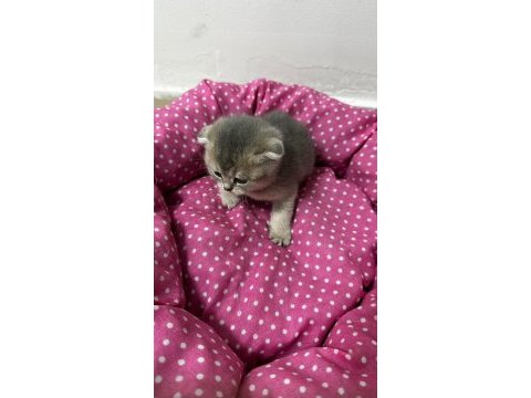Ankara kaliteli british shorthair bebekler