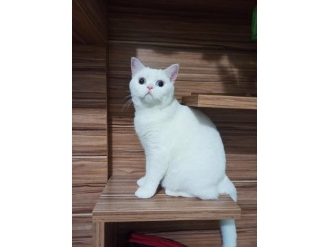 7 aylık göz british shorthair bebeğimiz