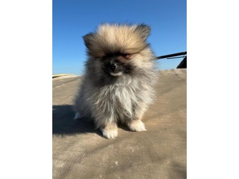 Pomeranian 2 aylık yavrular