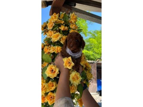 Toy poodle yavru köpeklerimiz