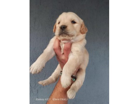 Baby face golden retriever yavrular
