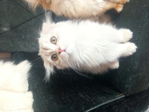 Dişi scottish fold longhair 3.5 aylık