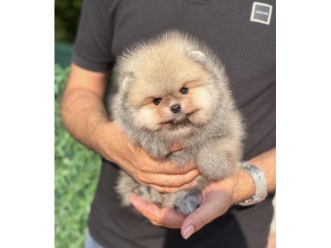 Orijinal pomeranian boo teddy face