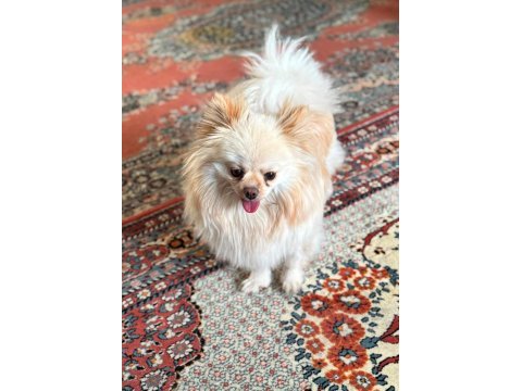 2 yaşında dişi pomeranian doğum tecrübeli