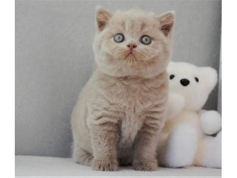 En özel lilac british shorthair