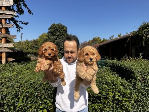 Toy poodle yavrularımız