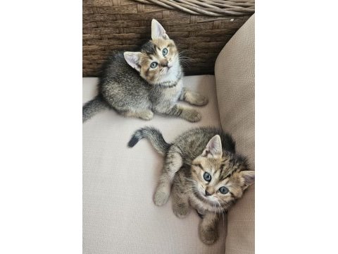 Dünya tatlısı bebek kediler