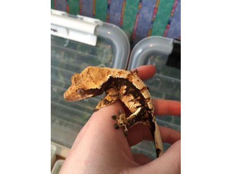 Sağlıklı ve kaliteli crested geckolar