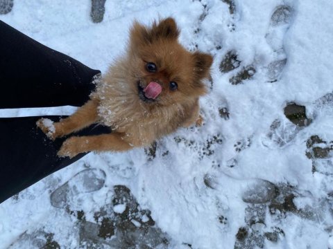 Tuvalet eğitimli aşıları tam dişi 2.5 yaş pomeranian