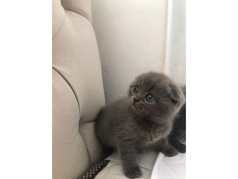 Black cat scottish fold