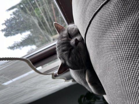 Ücretsiz british shorthair