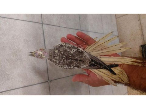 Ele alışkın dost canlısı yavru sultan papağanı
