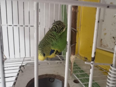 Yavrulu genç muhabbet kuşu takım erkek evcil
