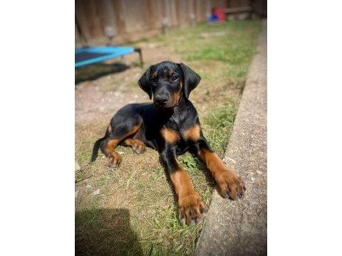 Aksiyon severlere doberman yakışır
