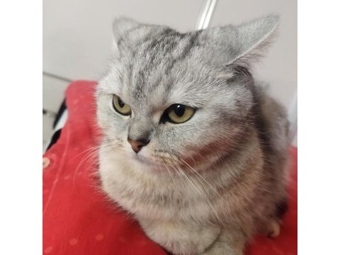 İngiliz ırkı kedimiz