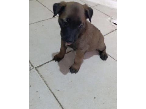 35 günlük hırs küpü köpeğimiz