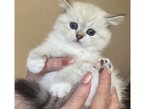 Evinizin neşesi british shorthair yavrularımız 