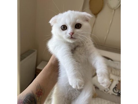 Dişi ve erkek scottish fold yavrular