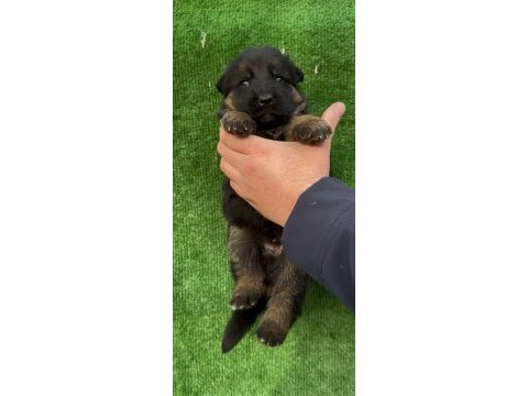 Alman kurdu yavrularımız
