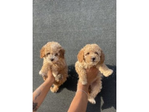 Bu güzel maltipoo yavrulardan sizinde olmasın mı?