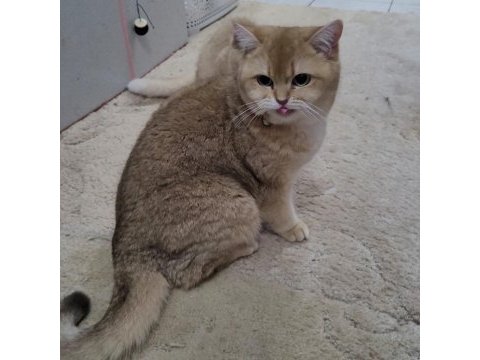 Güzel 1 kedidir bsh ny11 golden
