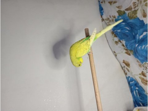 3 aylık yavru muhabbet kuşu egitmelik konuşturulmalık