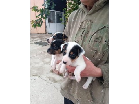 Sdk çiftlikten kısa bacak jack russell terrierler