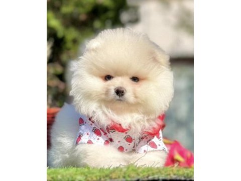 Pomeranian boo köpeği