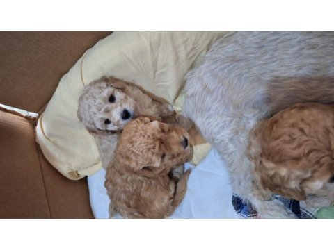 Kocaelide safkan apricot toy poodle