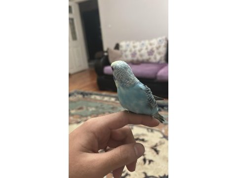 Yavru muhabbet kuşu