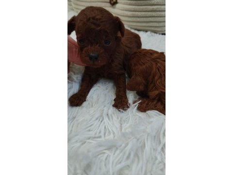 Toy poodle ırk garantili yavrular