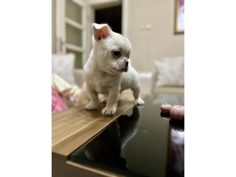Kalite chihuahua tesadüf değildir