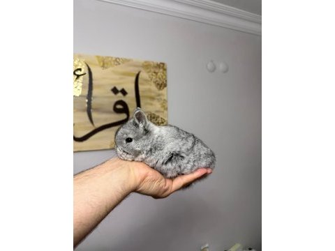 Safkan hollanda cüce ve mini lop tavşan her yere gönderim