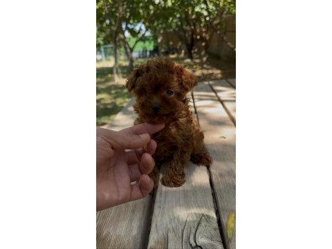 Sağlık ve ırk garantili tea cup poodle yavrularımız
