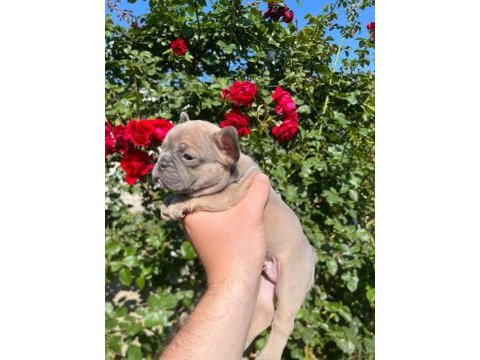 36 günlük blue fawn lilac (plat taşıyıcı) french bulldoglar