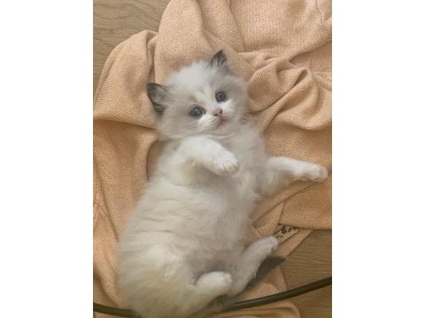 Safkan şecereli yavru dişi ragdoll
