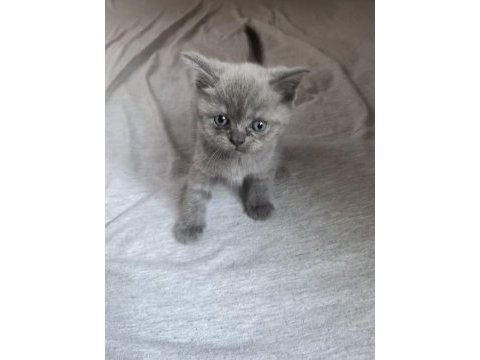 British shorthair cinsi yavru kedimiz