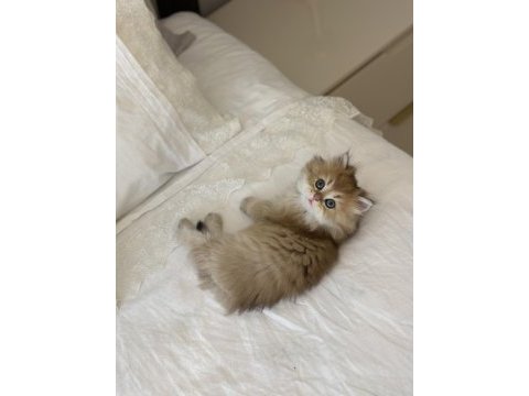 Golden ny11 safkan british longhair anne baba scr kayıtlı