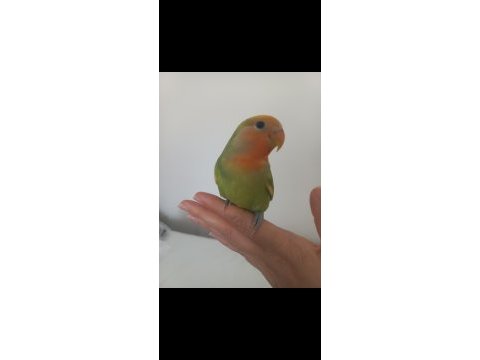 Full evcil ele alışık sevda papağanı yavrusu