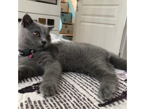 3 aylık british shorthair kedimiz