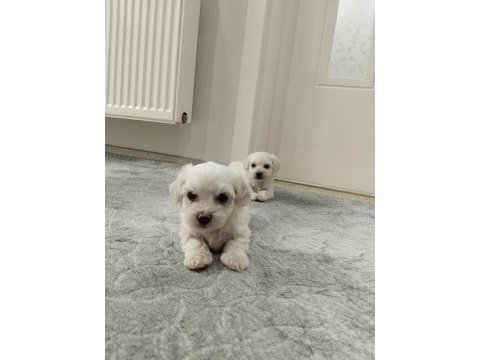 Show kalite maltese yavrularımız