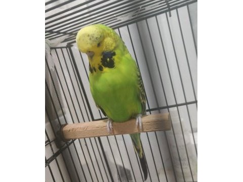 Eşe hazır kızgın jumbo dişi muhabbet kuşu